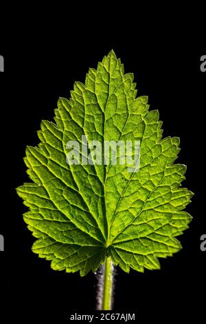 Feuille d'un Figwort jaune avec fond sombre Banque D'Images