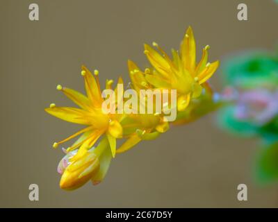 Macro photographie du sedum palmeri succulent fleurs de plantes, capturées dans un agrden près de la ville coloniale de Villa de Leyva, dans le Ricaurte Provincic Banque D'Images