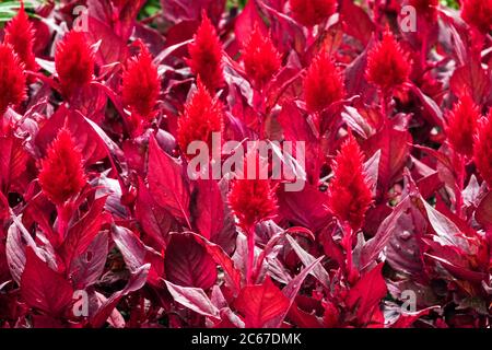 Rouge Celosia « Rouge vif » Banque D'Images