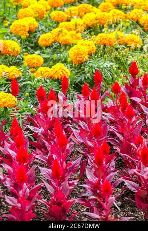 Red Celosia 'Smart look Red' Tagetes Banque D'Images