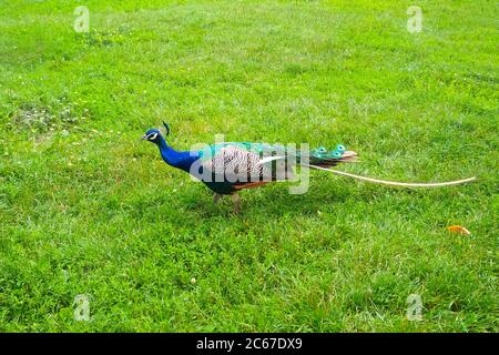 Paon avec une queue de sorbette sur l'herbe verte Banque D'Images