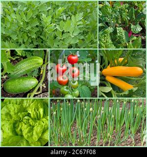 Différents types de légumes dans le jardin dans un collage Banque D'Images