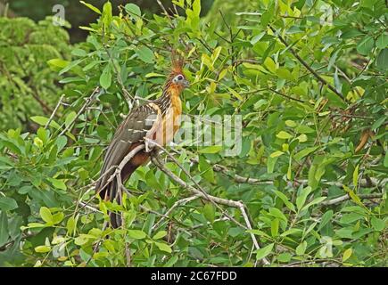 Hoatzin (Opisthocomus hoazin) adult perched on branch  Guaviare River; Inirida, Colombia       November Stock Photo