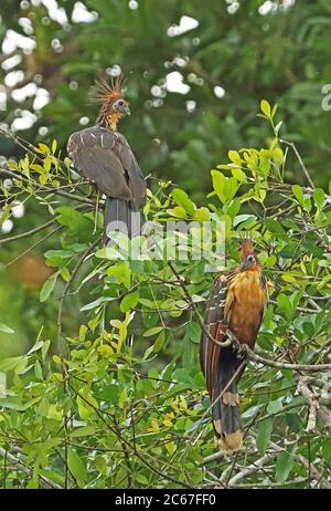 Hoatzin (Opisthocomus hoazin) adult pair perched in tree  Guaviare River; Inirida, Colombia       November Stock Photo