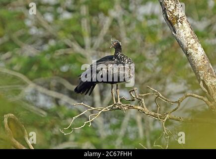 Horned Screamer (Anhima cornuta) adult perched on dead branch  San Jose del Guaviare, Columbua        November Stock Photo