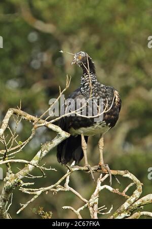 Horned Screamer (Anhima cornuta) adult perched on dead branch  San Jose del Guaviare, Columbua        November Stock Photo