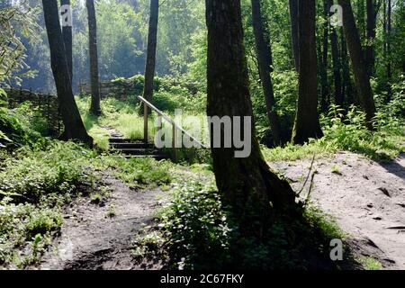 Concept de paysage serein. Chemin vide et escaliers dans la forêt verte de brouillard tôt le matin dans le rétro-éclairage Banque D'Images