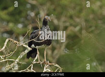 Horned Screamer (Anhima cornuta) adult perched on dead branch  San Jose del Guaviare, Columbua        November Stock Photo