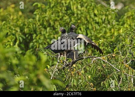 Horned Screamer (Anhima cornuta) adulte et immature perchée sur le sommet de l'arbre, aile adulte s'étendant San Jose del Guaviare, Columbua novembre Banque D'Images