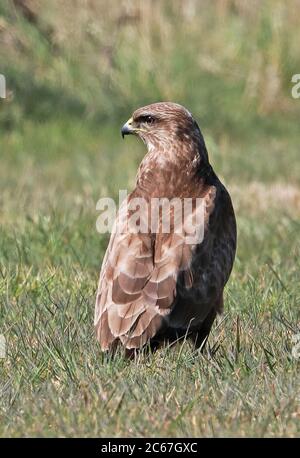 Buzzard commun (Buteo buteo buteo) adulte debout dans le champ herbacé Eccles-on-Sea, Norfolk, UK, Europe avril Banque D'Images