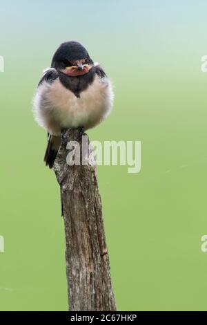 La grange Swallow (Hirundo rustica) perchée sur un poteau en bois au bord d'un pré vert aux pays-Bas. Banque D'Images