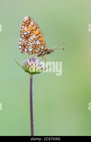 Petit Fritillaire bordé de perles; Boloria selene Banque D'Images