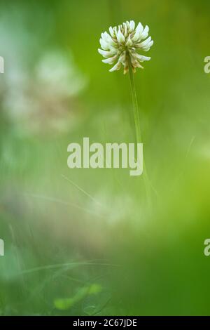 Le trèfle blanc, Trifolium repens Banque D'Images