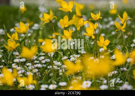 Wild Tulip, Tulipa sylvestris Banque D'Images