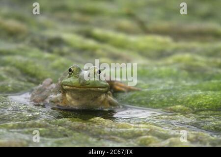 Une grenouille nord-américaine est assise sur un tapis d'algue dans un étang de l'Iowa, États-Unis, le 16 mai 2020. Photo prise dans la zone de conservation Bank Swallow Bend de Warre Banque D'Images
