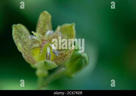 Tricyrtis latifolia. Macro de nénuphar dans le jardin botanique d'Oslo Banque D'Images