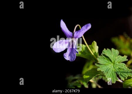 Skov-Viol, violet chien précoce, Viola Banque D'Images