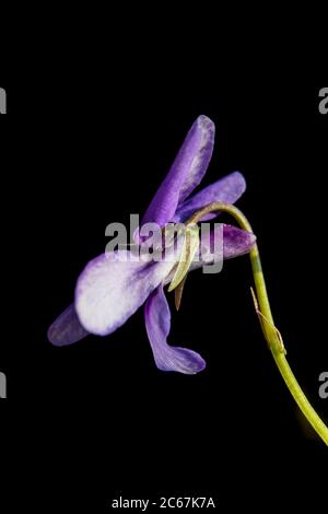 Skov-Viol, violet chien précoce, Viola Banque D'Images
