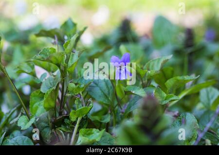 Skov-Viol, violet chien précoce, Viola Banque D'Images