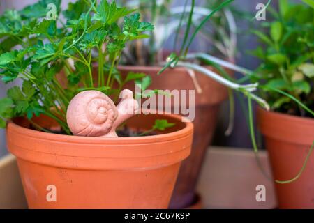 Pots de plantes en terre cuite disposés sur une table en bois avec des herbes de persil frais et une décoration d'escargot sur une table de plantation extérieure pour le jardinage d'herbes. Banque D'Images