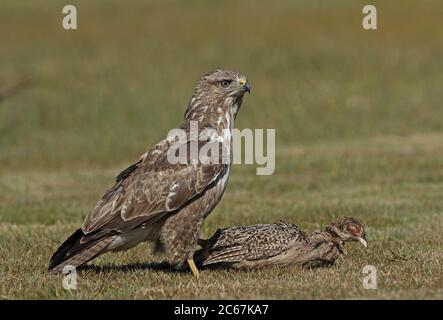 Buzzard eurasien (Buteo buteo buteo) adulte debout avec un faisan mort Eccles-on-Sea, Norfolk, Royaume-Uni Mai Banque D'Images