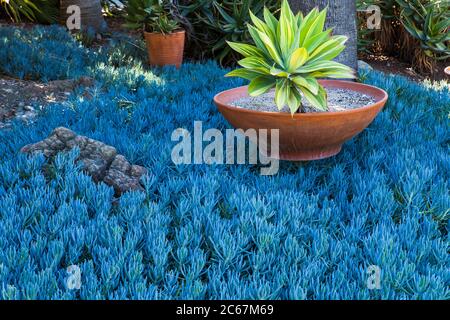 Aloe variégé en terre cuite dans lit de senecio serens, Blue Chalksticks, alias Senecio mandraliscae feuillage bleu succulent fond, Leaning P Banque D'Images