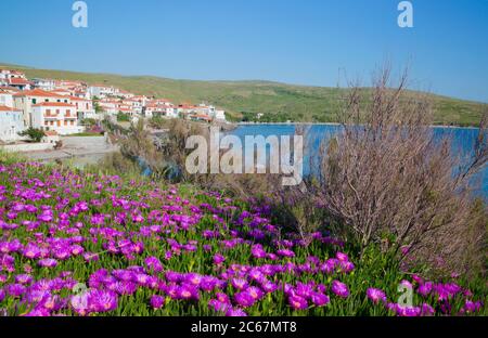 Printemps luxuriant sur la côte de Lesbos Banque D'Images