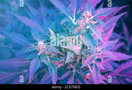 Plante de cannabis mûre - Rider court. Fleurs de marijuana femelle et feuilles qui poussent à l'intérieur. Chanvre illuminé par la lumière de couleur psychédélique Banque D'Images