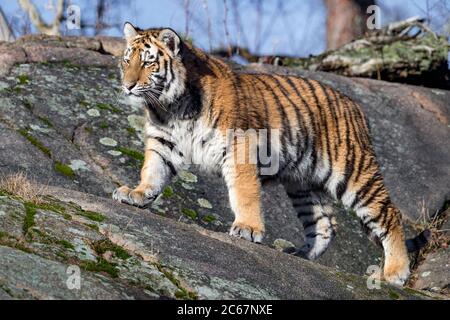 Femelle d'Amour (Siberian) tigre marchant sur des rochers Banque D'Images
