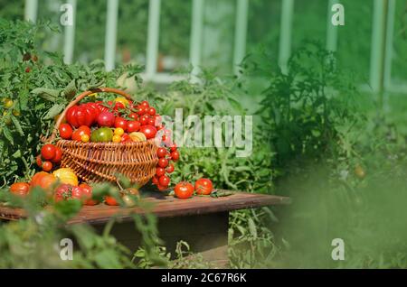 Différentes tomates dans des paniers près de la serre. Récolte de tomates en serre Banque D'Images