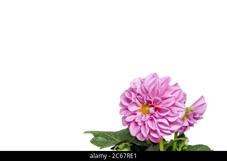 Dahlia à partir du devant avec des feuilles sur fond blanc - petit à droite - isolé comme un fond Banque D'Images