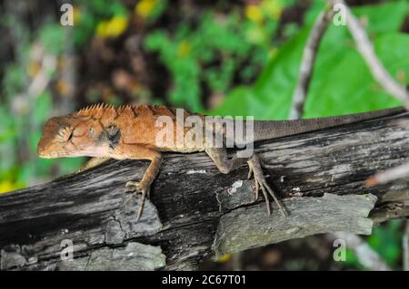 Grand Lizard orange typique sur le bois au Vietnam Banque D'Images