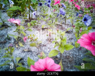 Le peuplier fluff des fleurs de pin rouge, rose et violet qui poussent dans le parc de la ville. Banque D'Images