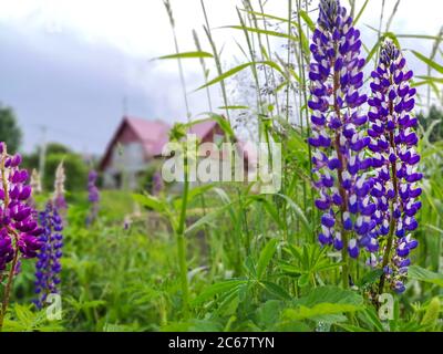 Fleurs de lupin violet et violet (lupinus) croissant dans l'herbe verte d'une pelouse de jardin devant une maison de village confortable avec un toit rouge. Banque D'Images