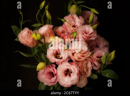 Belle fleur rose d'eustoma (lisianthus) en pleine fleur avec des feuilles vertes. Вouquet sur fond sombre. Banque D'Images