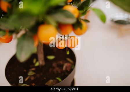 Un arbre tangerine dans un pot dans la cour Banque D'Images