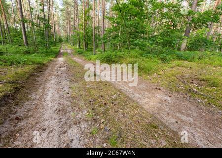 Route de terre menant à travers la forêt. Forêt de conifères en Europe centrale. Saison d'été. Banque D'Images