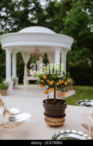 Un arbre tangerine dans un pot dans la cour Banque D'Images
