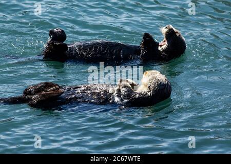 Loutres nageant dans l'eau, Morro Bay, Californie, États-Unis Banque D'Images