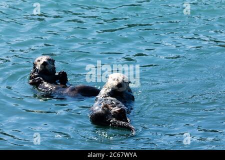 Loutres nageant dans l'eau, Morro Bay, Californie, États-Unis Banque D'Images