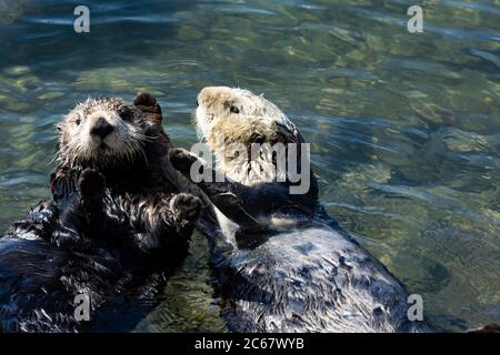 Loutres nageant dans l'eau, Morro Bay, Californie, États-Unis Banque D'Images