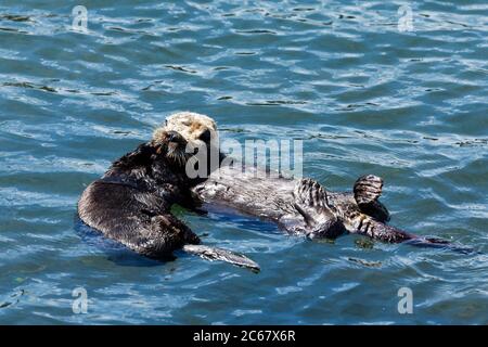 Loutres nageant dans l'eau, Morro Bay, Californie, États-Unis Banque D'Images