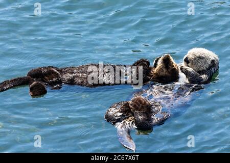 Loutres nageant dans l'eau, Morro Bay, Californie, États-Unis Banque D'Images