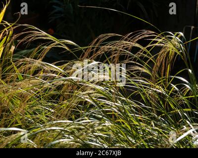 Sprays de fleurs d'été rétroéclairés de l'herbe à vent ornementale de Nouvelle-Zélande, Anemanthele lessoniana (Stipa arundinacea) Banque D'Images