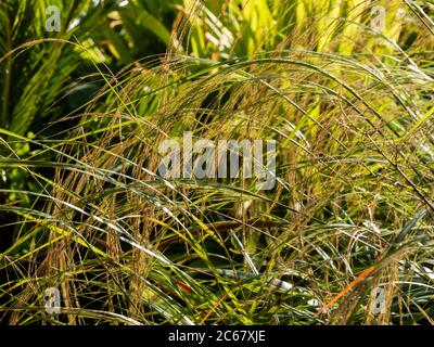 Sprays de fleurs d'été rétroéclairés de l'herbe à vent ornementale de Nouvelle-Zélande, Anemanthele lessoniana (Stipa arundinacea) Banque D'Images