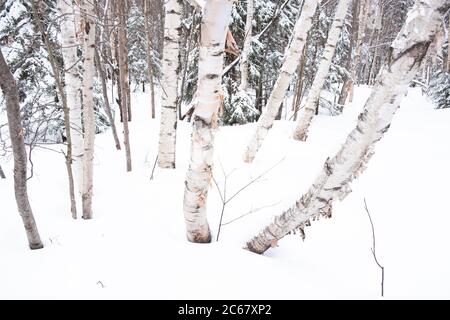 Bouleau blanc dans la neige, centre de ski de fond de Trapp Family Lodge, Stowe, Vermont, États-Unis. Banque D'Images