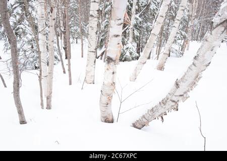 Bouleau blanc dans la neige, centre de ski de fond de Trapp Family Lodge, Stowe, Vermont, États-Unis. Banque D'Images