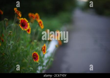 Fleurs d'orange jaune gaillardia poussent près de la maison rurale en soirée. Banque D'Images