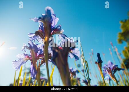 Vue de dessous des fleurs de l'iris lumineux en gros plan contre le ciel bleu. Gros plan des fleurs de l'iris. Iris en fleurs, mise au point sélective. Banque D'Images