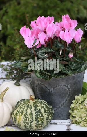 fleur de cyclamen rose en pot de zinc et citrouilles en automne jardin Banque D'Images